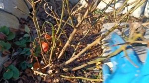 Обрезка спрей розы