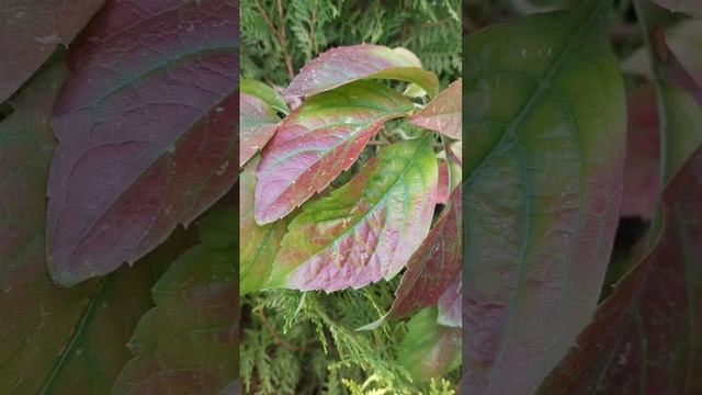 Осень листья просто шедевр. #autumn#leaves#colors #nature#goodmood пост? смотреть онлайн