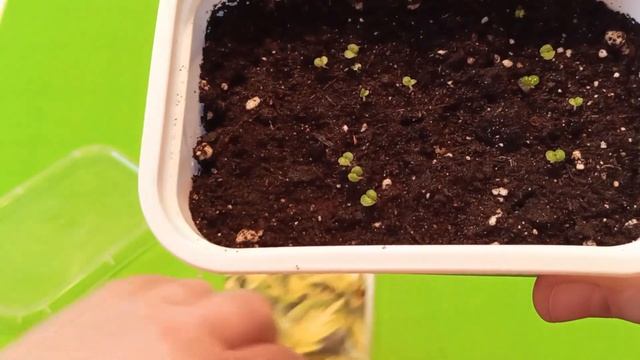 Всходы колеуса Визард Нефритовый. смотреть онлайн