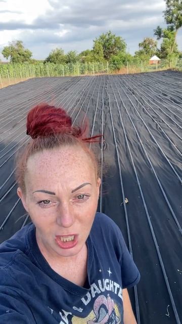 Подготавливаем огород для посадки #хризантемамультиф смотреть онлайн