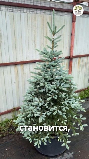 Почему голубые ели зеленеют #shorts #сад #дача #елка смотреть онлайн