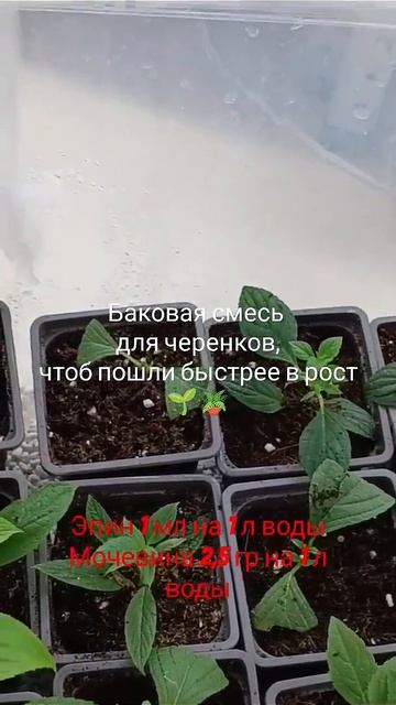 Баковая смесь для черенков, чтоб пошли быстрее в рост? смотреть онлайн