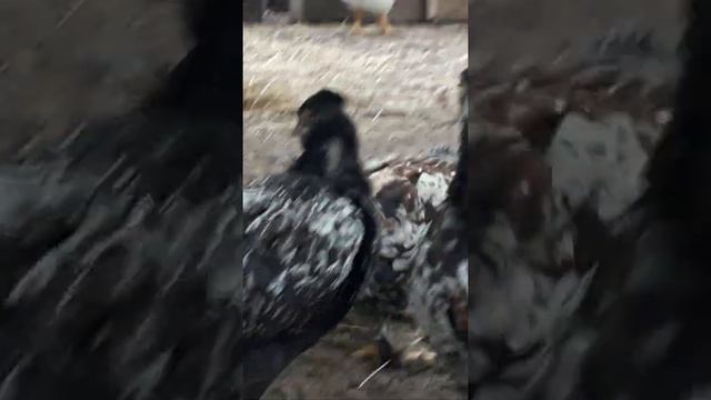 Сарай [23 июня 2020] смотреть онлайн