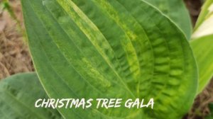 Коллекционный сорт Christmas Tree Gala от Франсена...посадка пр