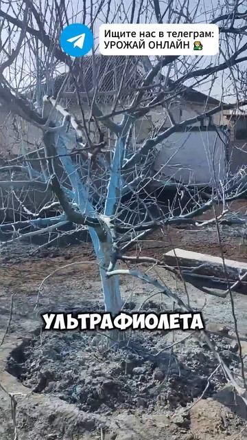 КАК ПРАВИЛЬНО БЕЛИТЬ ДЕРЕВЬЯ ВЕСНОЙ! #дача #огороднапо смотреть онлайн