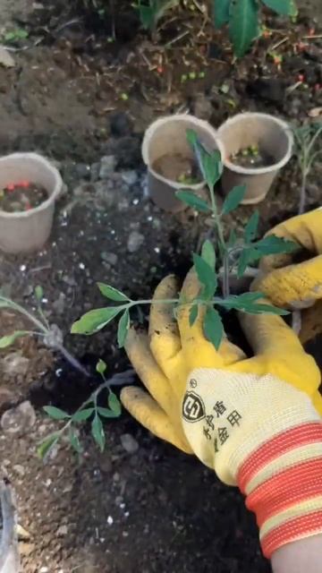 Пикирую томаты🍅 #деревнямоя #весна#рассада смотреть онлайн