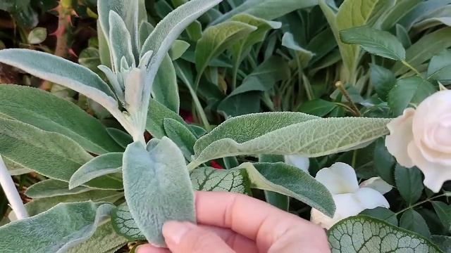 Vlog-235. Идём по сортам роз. Цветущий розовый сад. смотреть онлайн