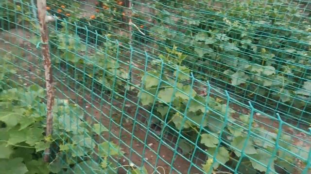 Установка сетки для огурцов