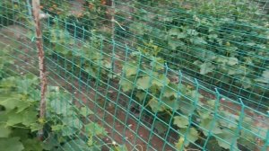 Установка сетки для огурцов