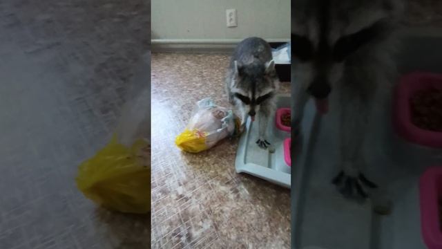 енот и курица #ямыилюша #помощьбездомнымживотным #raccoon #анапа #море