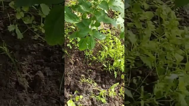 Хом обработка фитофторы #сад #огород #грядка #дачные смотреть онлайн