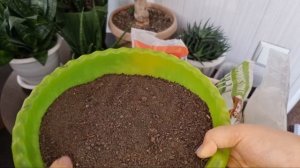 Как приготовить грунт для суккулентов дома🌵