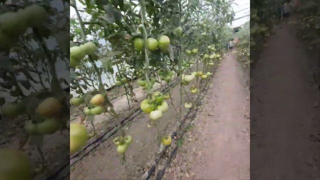 #лайк#огород#подписка#чеченскаяреспублика#топ#дети#по смотреть онлайн