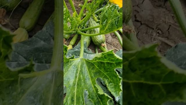 21 июля 2024 г. смотреть онлайн