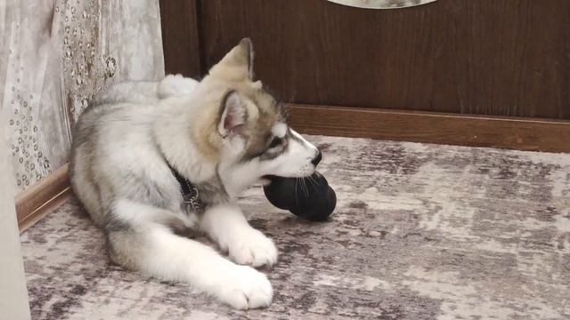 Напуганный Саймон