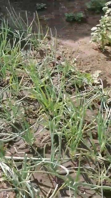 У родителей! //Небольшой обзор огорода! //Банька! //Дровн смотреть онлайн