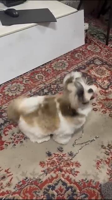 послушная умная#собачка#шит цу#блог #я #Рада