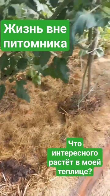 что такого интересного я посадила в теплицу #дача #сад смотреть онлайн