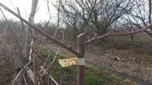 Результаты летней окулировки черешни сорта Кордия на