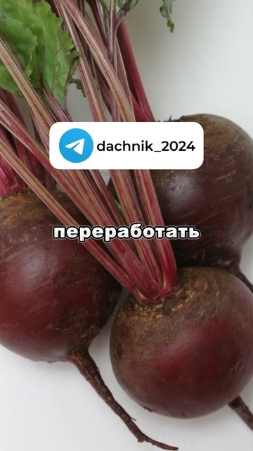 Подкормка свеклы в июне | Дачные советы, дача и огород смотреть онлайн