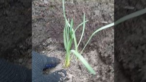 ВЕСЕННЯЯ ПОСАДКА ПОДСНЕЖНИКОВ: легко и быстро👍@nature7-i6