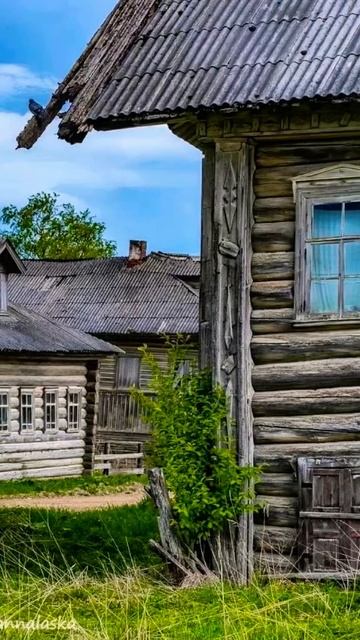 Архангельская область. Северные деревенские будни. #mus смотреть онлайн