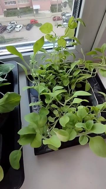 Мой первый опыт выращивания петуний из семян. Результ? смотреть онлайн