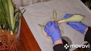 СДЕЛАЙ так с САНСЕВИЕРИЕЙ МУНШАЙН и получишь МНОГО но?