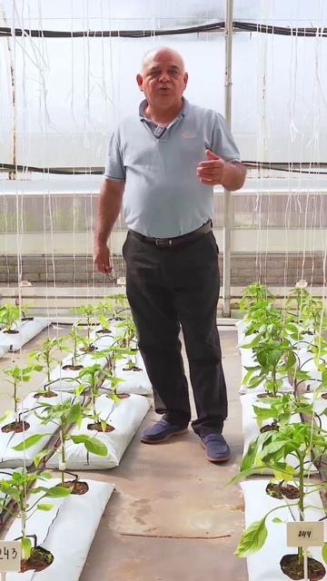 Секрет максимального урожая сладкого перца! 🫑 смотреть онлайн