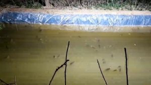 УЙ ШАРОИТИДА БАЛИК БОКИШ РЫБА В ДОМАШНИХ УСЛОВИЯХ