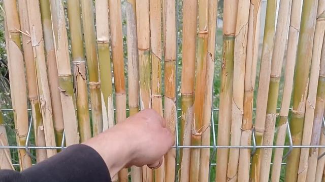 Забор из камыша за копейки!Стильное решение для дачи смотреть онлайн