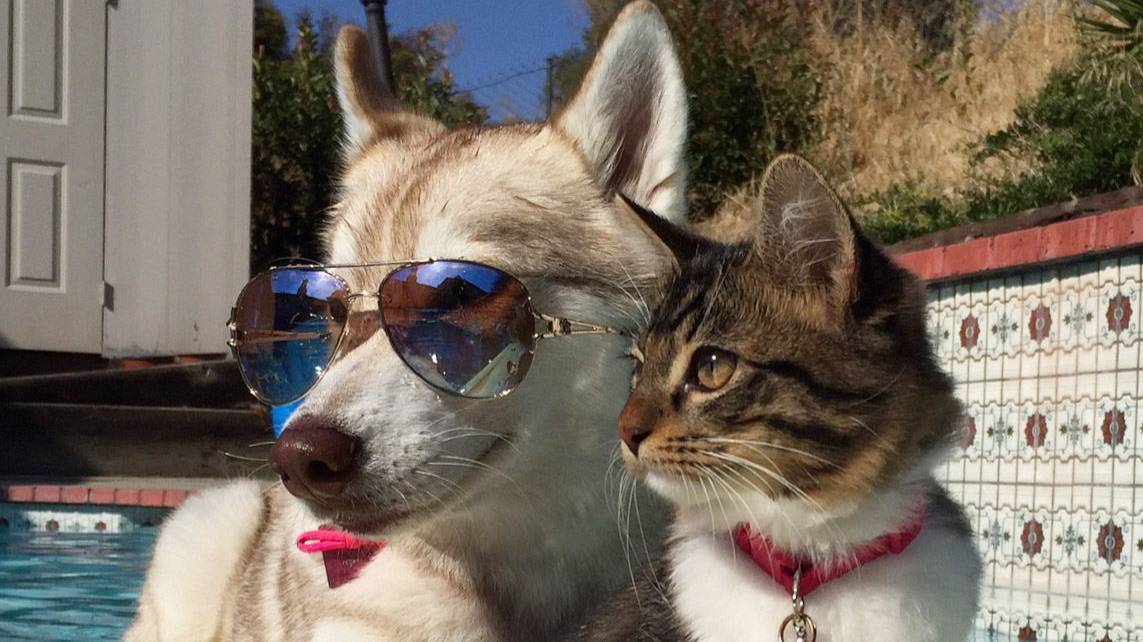 😻 Готовься: уровень мимимишности — зашкаливает! смотреть онлайн