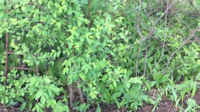 "Мой любимый сад. Новые посадки , постройки" смотреть онлайн