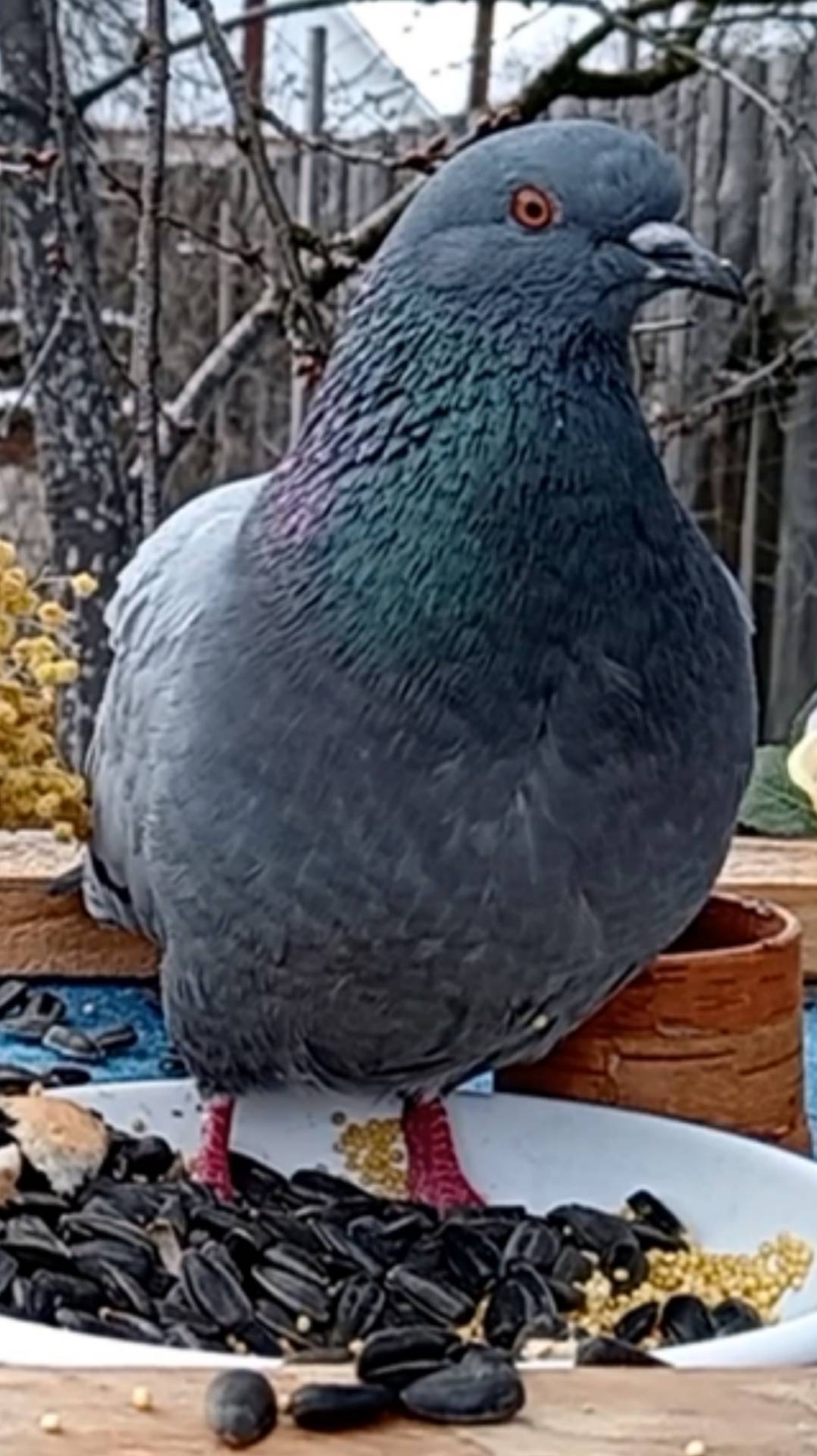 Голубь смотреть онлайн