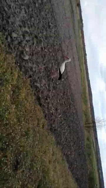 Посадка картоплі під плуг смотреть онлайн