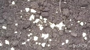 Мой способ посадки голубики в Сибири.Подробно