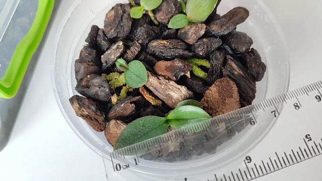 ОРХИДЕИ ИЗ СЕМЯН. смотреть онлайн