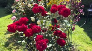 Чайно-гибридная роза «Ингрид Бергман (Ingrid Bergman)»получи