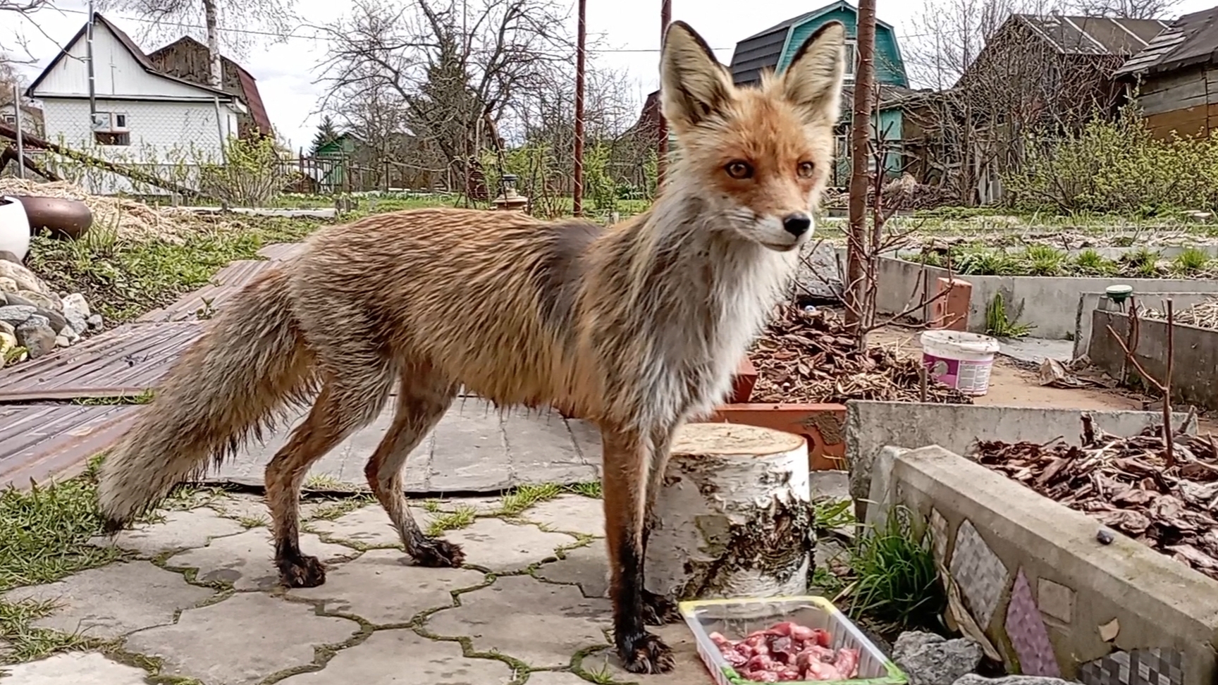 (1010) Лиса приходит в гости. Май 2025 смотреть онлайн