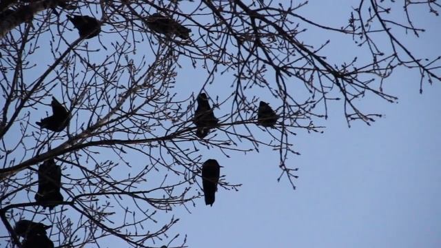 свиристели