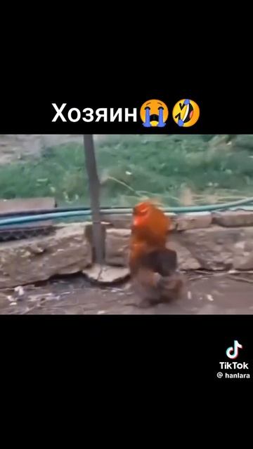 Новый Майк Джексон,в курятнике. смотреть онлайн