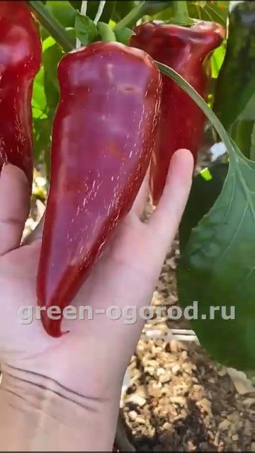 🌶Перец сладкий НАФАНЯ! #short #томаты #советы смотреть онлайн