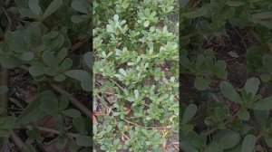 Портулак огородный #огород #сад