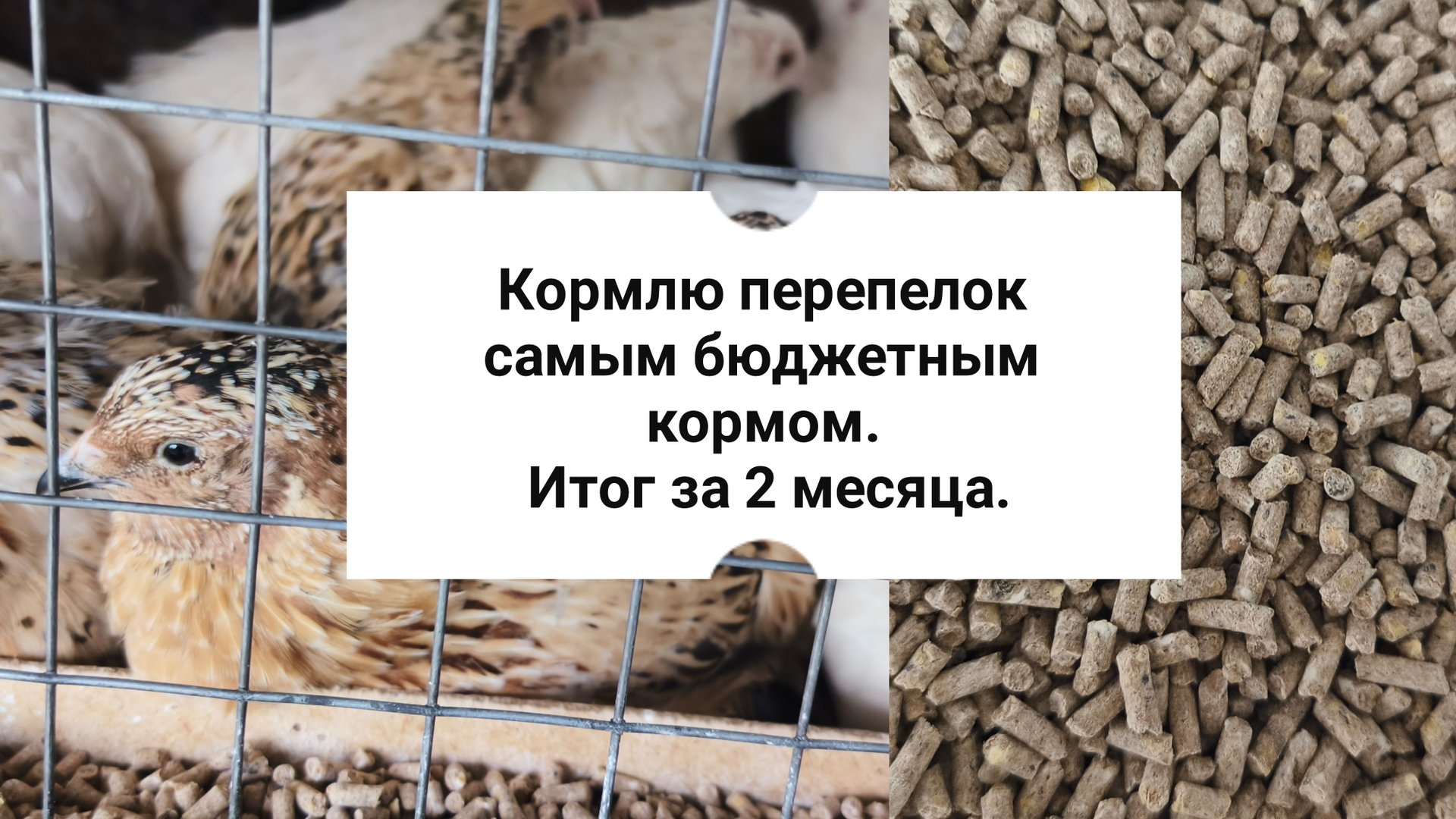 Кормлю перепелок самым дешёвым кормом.Это лучший корм. смотреть онлайн