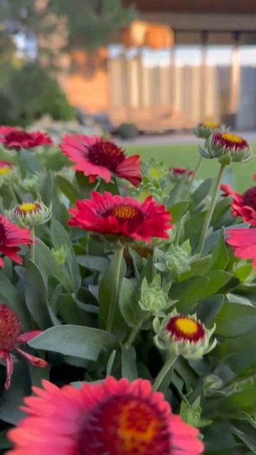 ГАЙЛАРДИЯ,СОСНА,ГАЗОН ✨🩵#катеринаагамалова #ландшаф смотреть онлайн