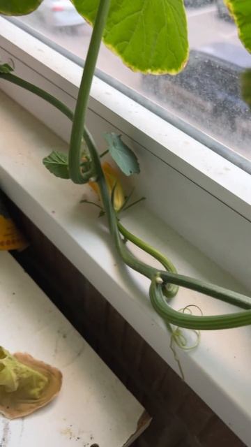 Кабак. #москва #shortvideo #огороддома #огородкруглыйгод #ог смотреть онлайн