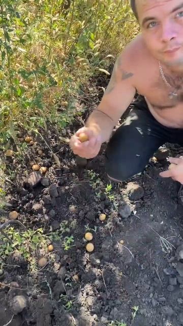 Вся суть садить картошку #рекомендации #юмор #топ #реко смотреть онлайн