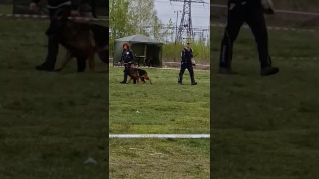 5 Отл. Фемили Бренд АЭЛИТА +++ №86 / КЧК ЧЕЛЯБИНСК 3 мая`25 I.Radulovic Моно нем.овчарок