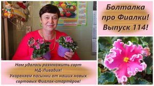 Болталка про Фиалки! Выпуск 114! Нам удалось размножить сорт НД-Ливадия! Укореняем пасынки фиалок!