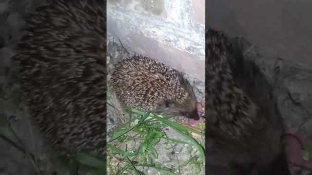 Прикольный ручной ежик